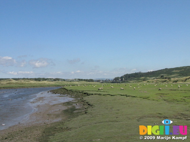 SX07955 Sheep on banks of Ogmore River